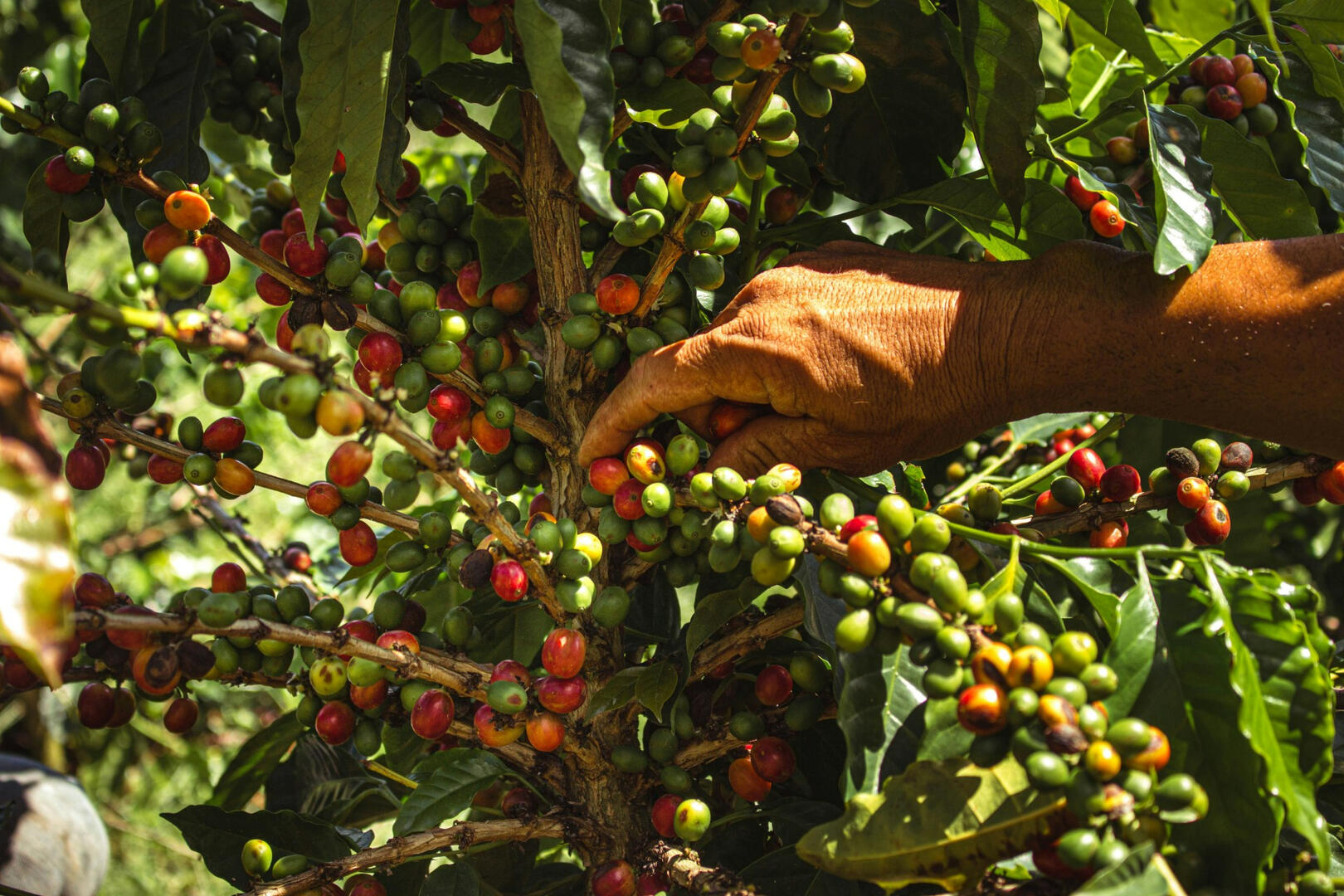 It Starts on the Farm YewlCoffee